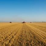 Vasta plantação de grãos dourados sob céu azul, com colheitadeiras modernas ao fundo, representando a safra recorde e o crescimento do agronegócio em 2025.